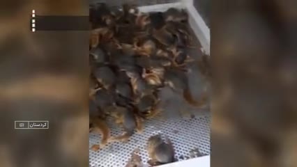   کشف بیش از ۲۰۰ سنجاب از اتوبوس مسافربری!