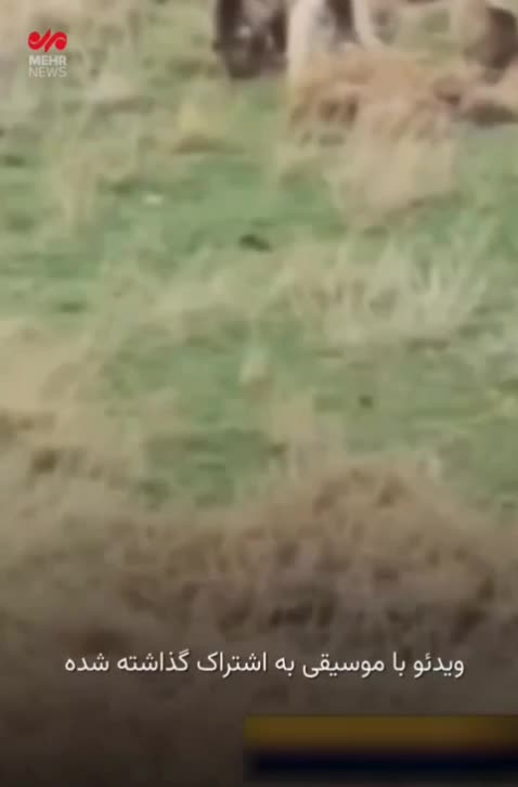 ببینید؛ مشاهده شدن یک خرس قهوه‌ای به همراه سه توله‌اش در اشنویه