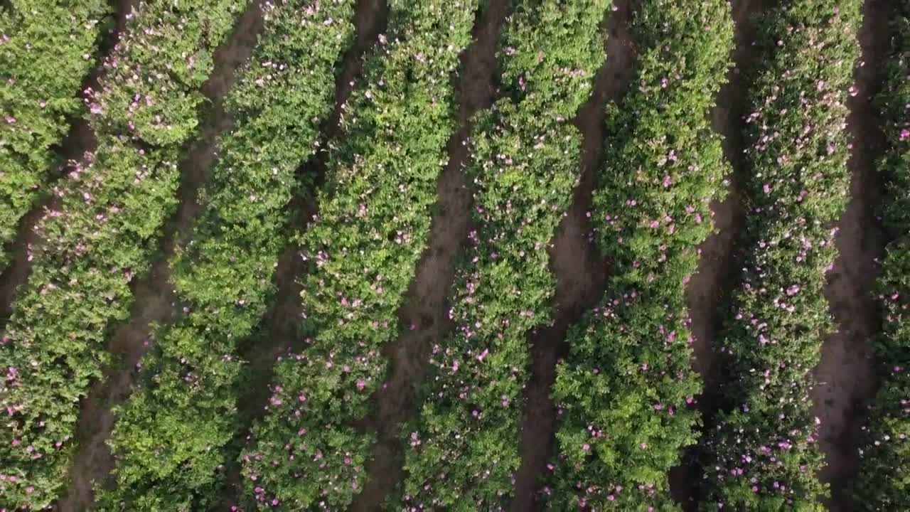 ببینید؛ طائف، شهر گل‌های پادشاهان و عطر ملوکان