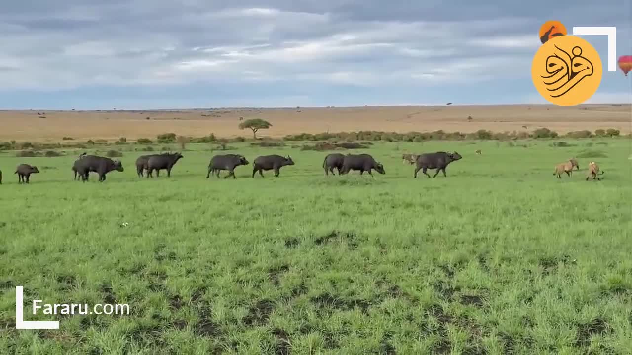 ببینید؛  عشق مادرانه و اتحاد گله؛ بوفالوها گوساله را از چنگ شیرها نجات دادند