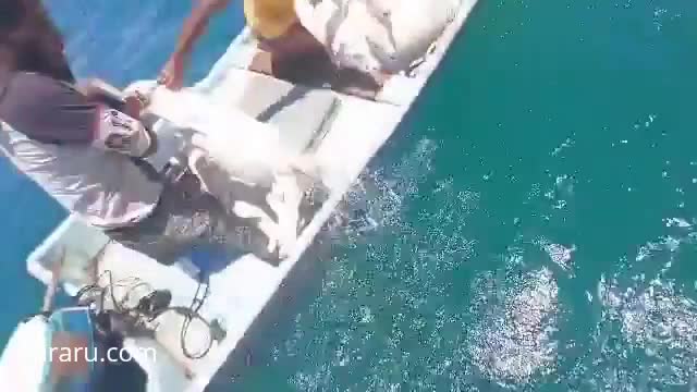 ببینید؛ دریای سرخ میزبان هزاران گوسفند شناور!
