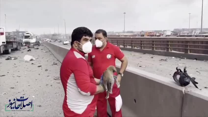   نجات یک سگ در میانه ویرانی‌های بندر شهید رجایی