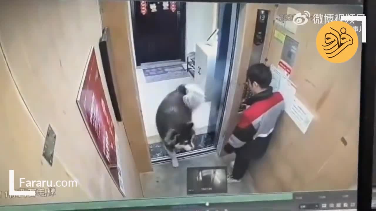 ببینید؛ حمله سگ به یک مرد داخل آسانسور!