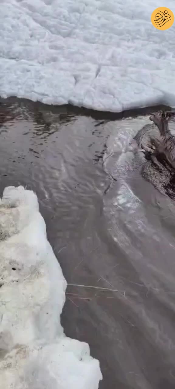 ببینید؛ نجات بچه گوزن با سم شکسته از رودخانه یخی