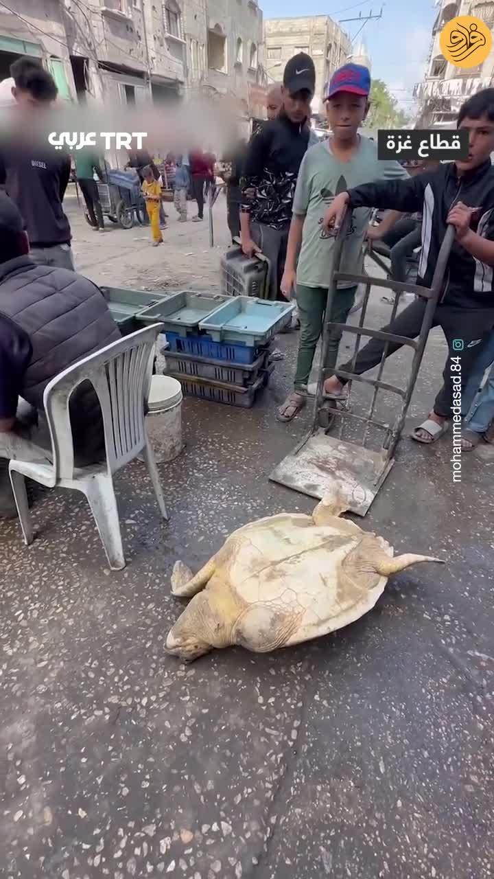 ببینید؛ شکار و سلاخی لاک‌پشت دریایی توسط فلسطینی‌ها