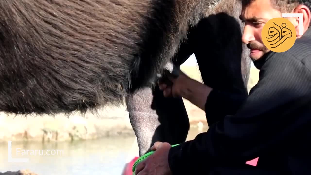 ببینید؛ خشکسالی عراق، نفس گاومیش‌ها را گرفت