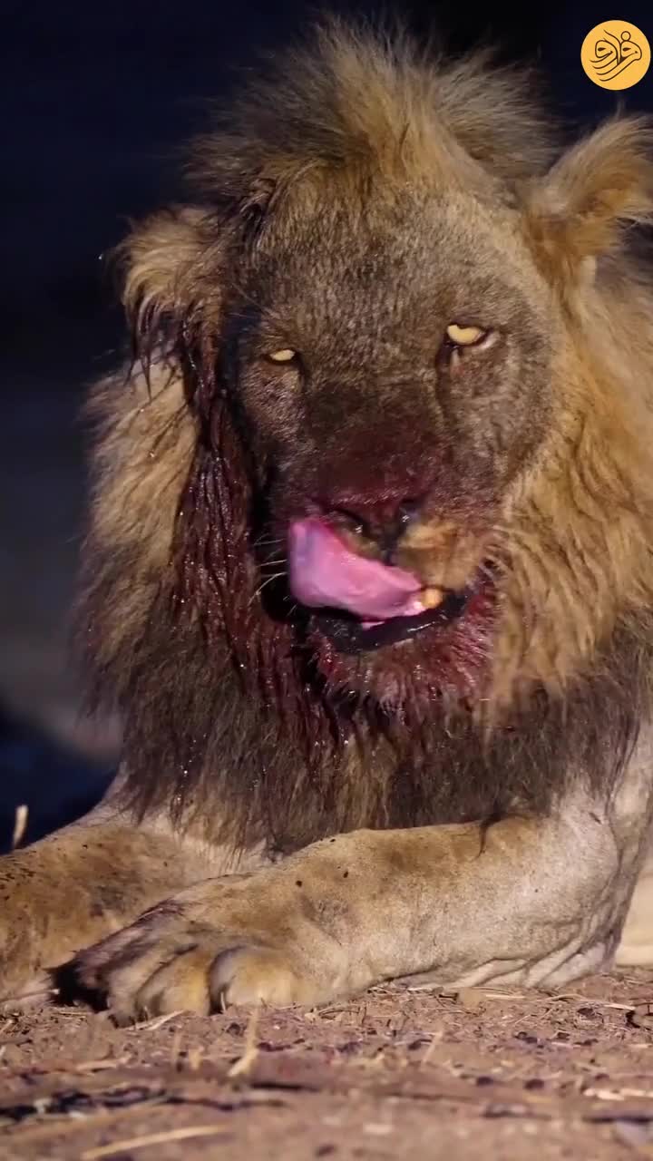 ببینید؛ چشم در چشم با سلطان ترسناک ساوانا