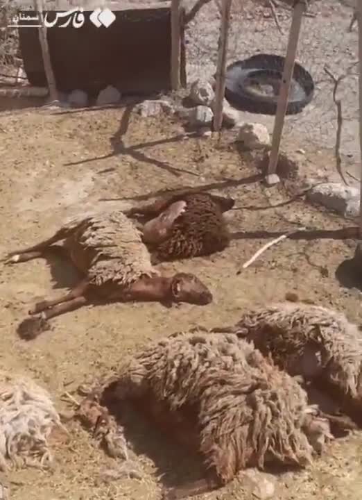   حمله ۲ پلنگ در شاهرود به گوسفندان یک زن روستایی