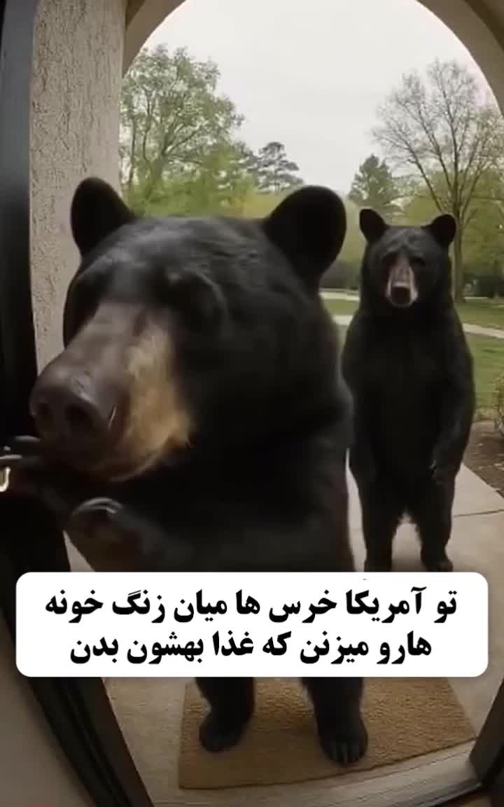 مودب‌ترین خرس‌های دنیا در آمریکا؛ زنگ در را می‌زنند و غذا می‌خواهند! 24 اردیبهشت 1404