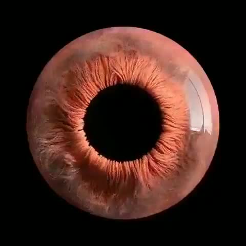   چشم انسان زیر میکروسکوپ!