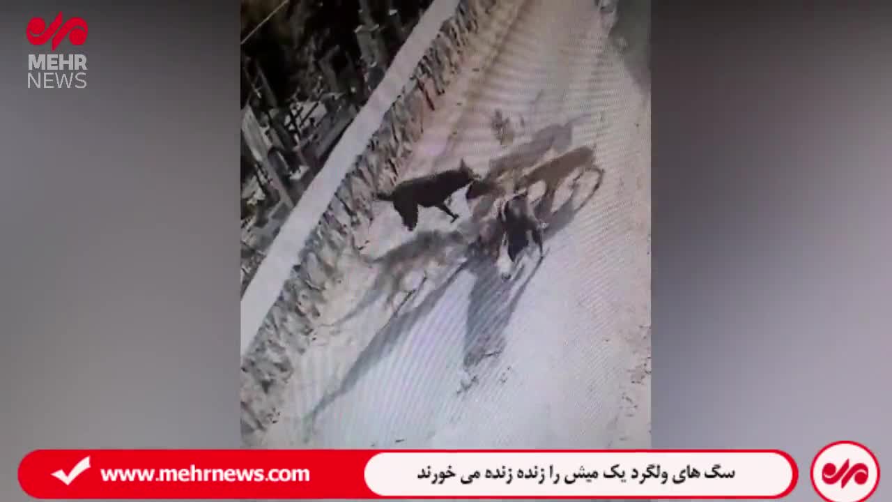   جولان سگ‌های ولگرد در دماوند؛ وقتی یک میش را زنده زنده می‌خورند!