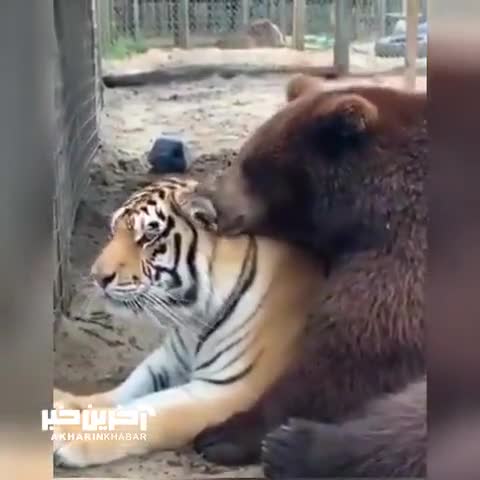   فیلم پربیننده از رفاقت عجیب خرس و ببر