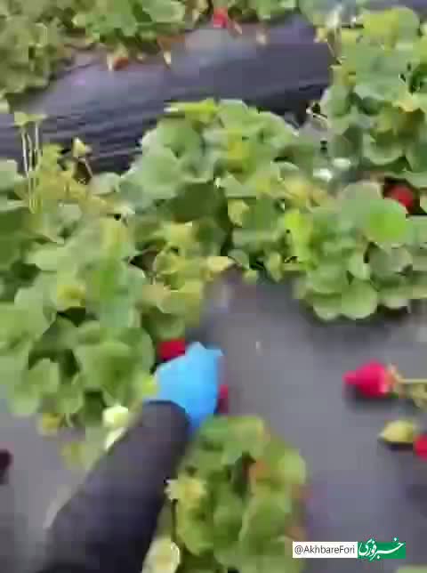   کار سخت و پرسرعت توت‌فرنگی‌چینی