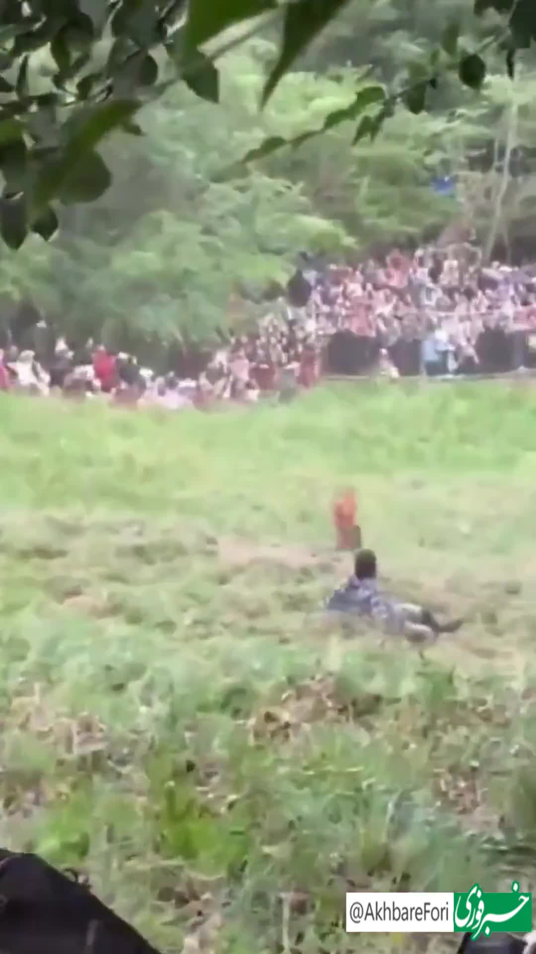   مسابقه عجیب پنیرغلتانی در انگلیس