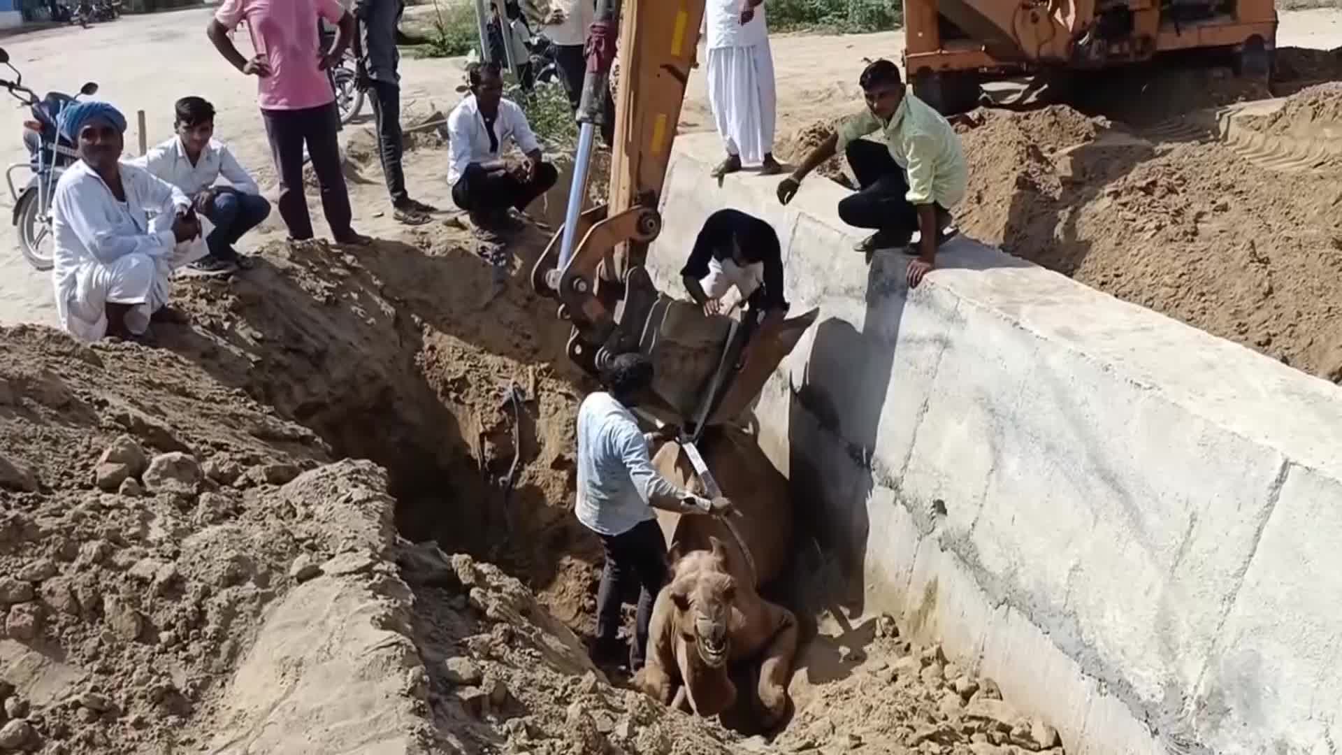   بیرون کشیدن شتر از گودال به کمک بیل مکانیکی!
