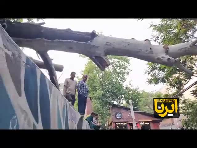   اولین تصاویر از سقوط درخت در درکه تهران