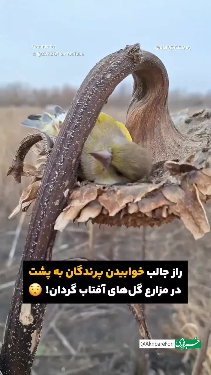   افشای راز خوابیدن پرندگان به پشت در مزارع آفتاب‌گردان