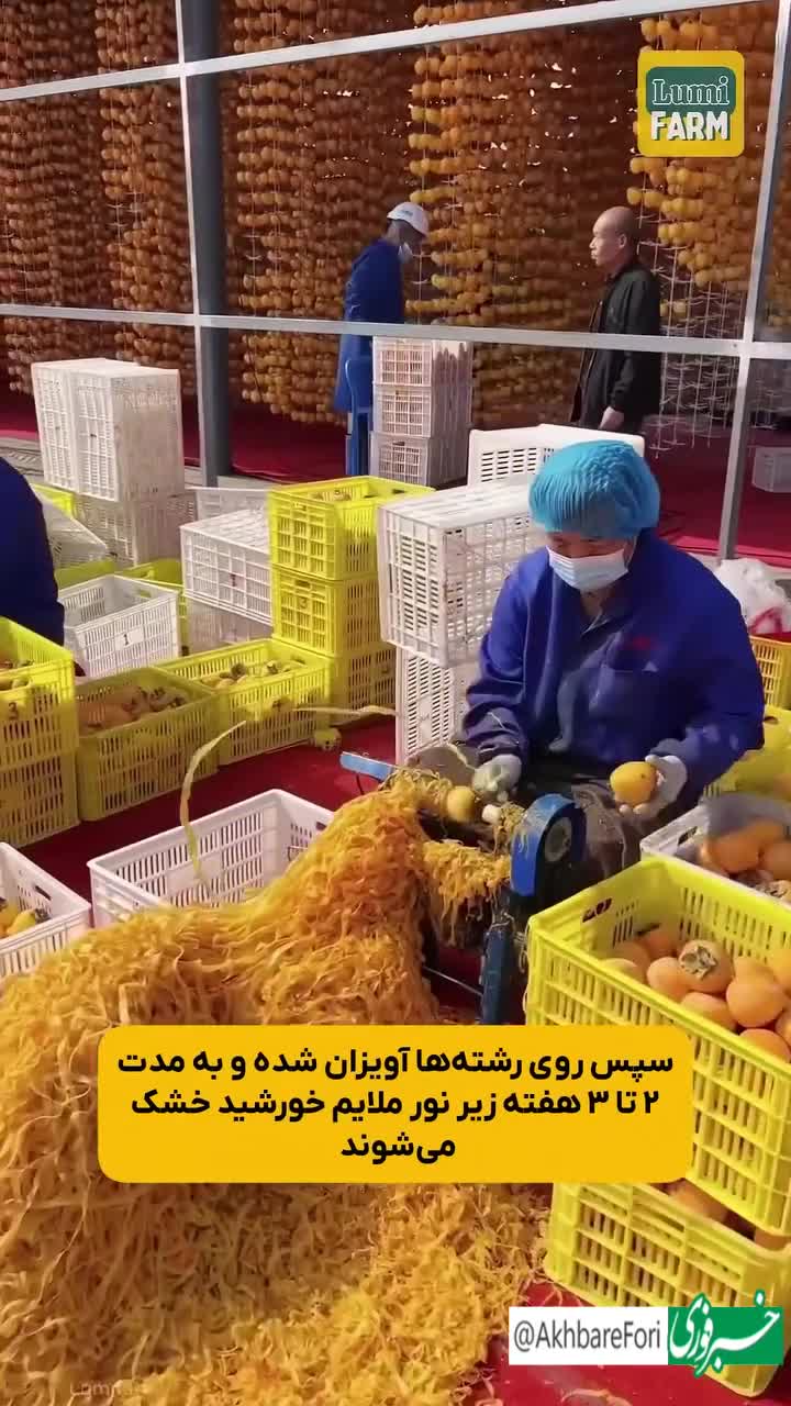   تولید شکر از خرمالو در چین!
