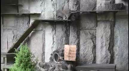   گربه پالاس باغ وحش مسکو کادوی تولد دریافت کرد