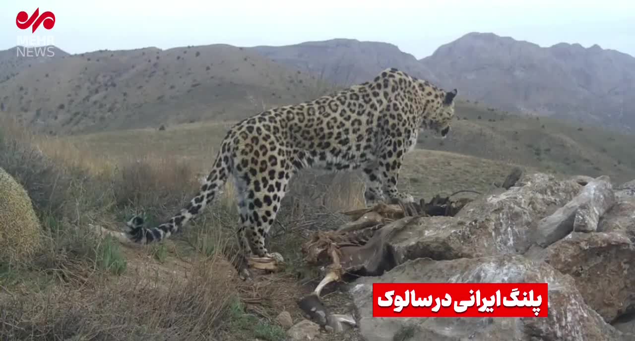   تصاویری نادر از پلنگ در حال تغذیه از لاشه گراز در پارک ملی سالوک