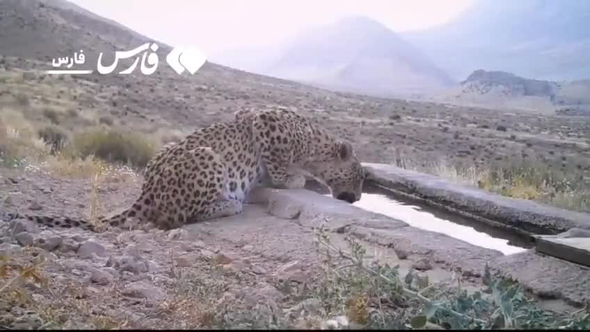   جست‌وخیز پلنگ ایرانی و ۲ توله‌اش در پارک ملی بموی استان فارس