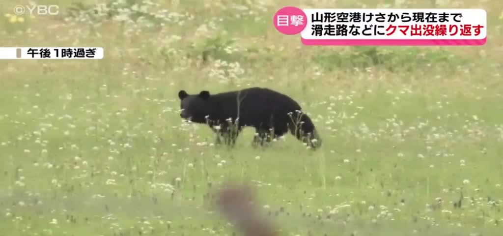   تصاویر دور از انتظار از ورود یک خرس به فرودگاه!