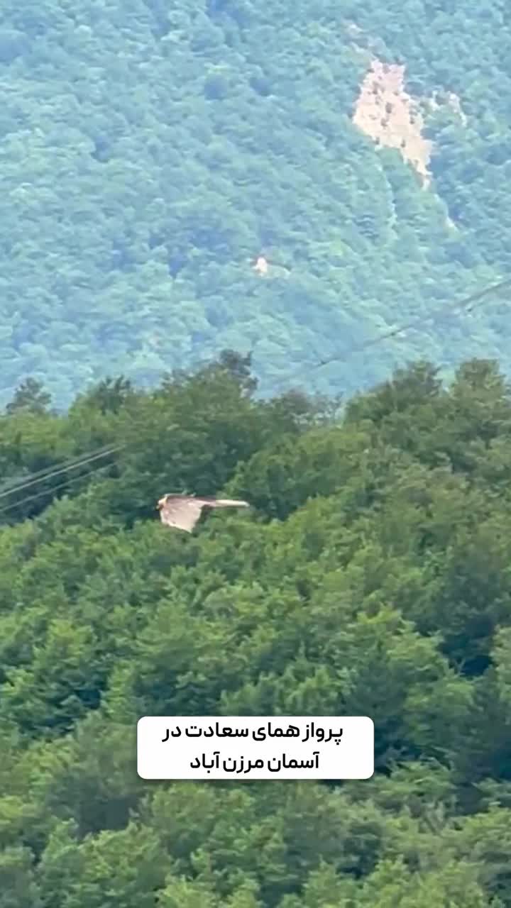   پرواز همای سعادت در آسمان کوهستان مرزن آباد چالوس