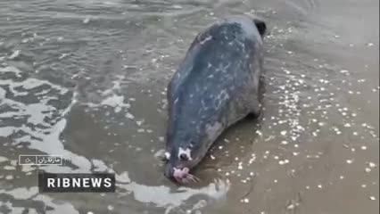   تلفات فوک‌های خزری از ابتدای سال به بیش از ۳۰ قلاده رسید