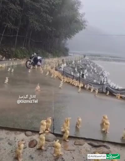   رفتار عجیب اردک‌ها زیر باران؛ وقتی طبیعت فرمان سکوت می‌دهد