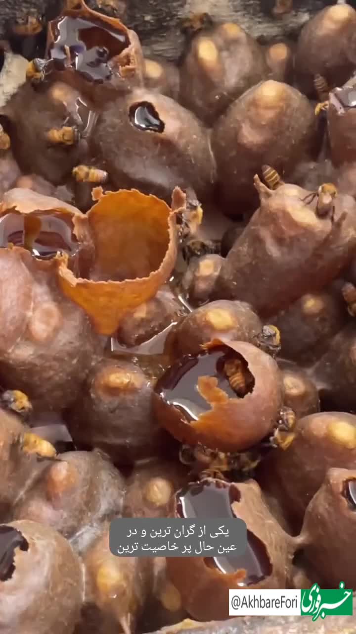   کشف گونه‌ای نادر از زنبورها با ظاهری شگفت‌انگیز!