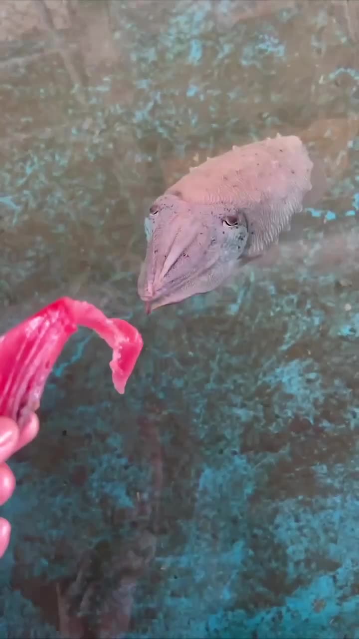   مرد ژاپنی یک ماهی مرکب را رام کرد!