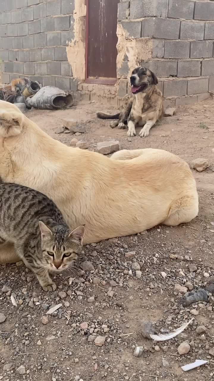   احساس راحتی دور از انتظار یک گربه در کنار سگ خیابانی