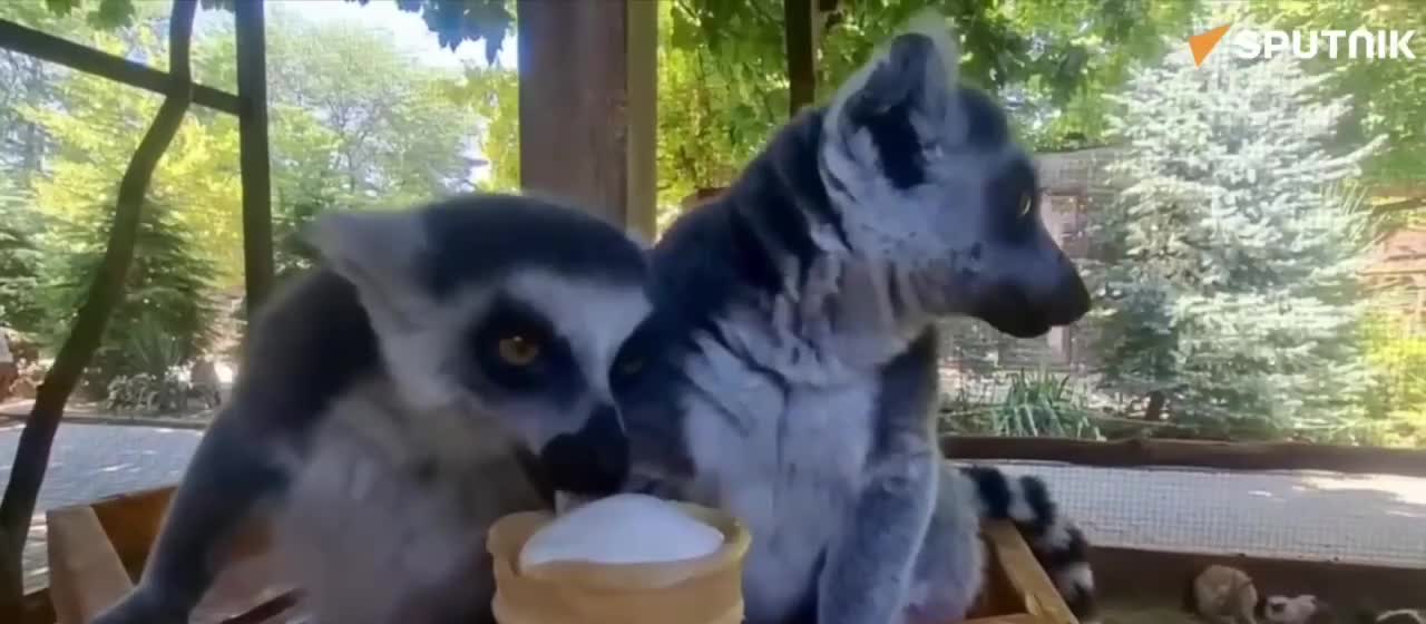   بستنی دادن به حیوانات یک باغ وحش برای مقابله با گرما