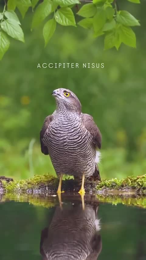   آب خوردن قرقی ماده در برکه‌ای کوچک در دل جنگل