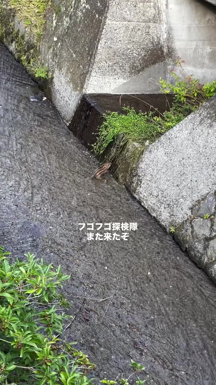   پرش بچه گرازها از جویبار به ساحل