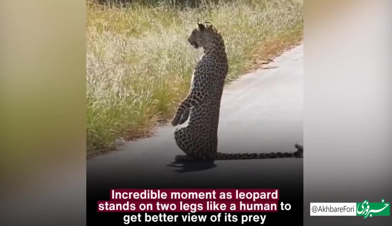   پلنگی که برای سَرَک‌کشیدن روی ۲ پایش ایستاد