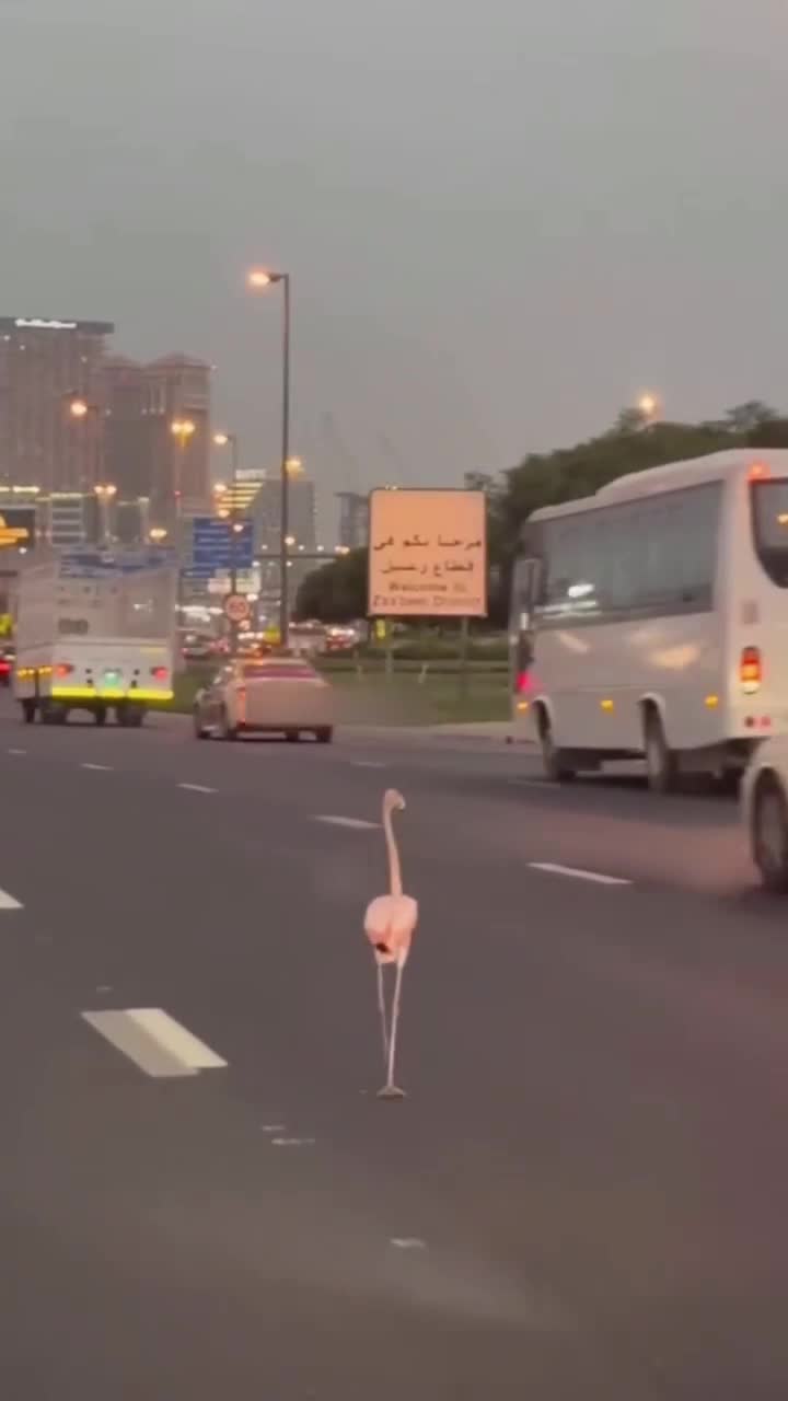   قدم زدن فلامینگو در خیابانی در دبی