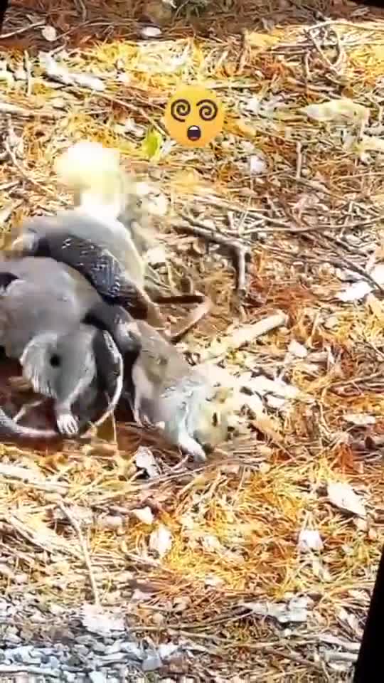   شجاعت خارق‌العاده‌ سنجاب مادر برای مبارزه با مار شکارچی و نجات فرزندش