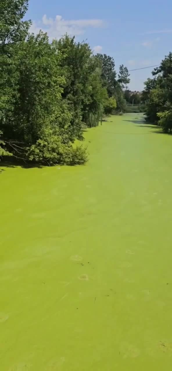   رودخانه‌ای در روستوف روسیه به رنگ سبز در آمد