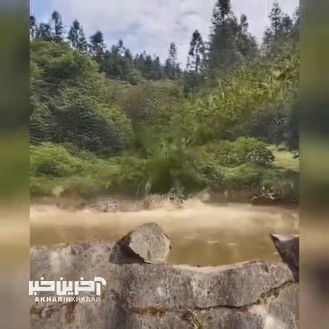   شکار سرعتی تمساح توسط پلنگ!