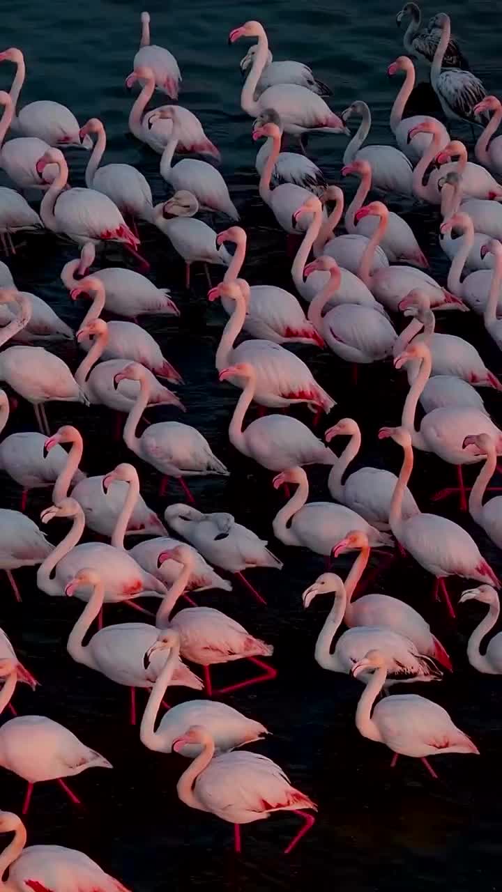   فلامینگوهای میانکاله با شکوهی بی‌نظیر