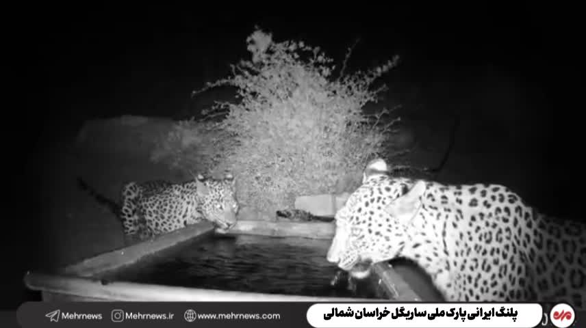   پلنگ ایرانی بار دیگر در ساریگل خودنمایی کرد