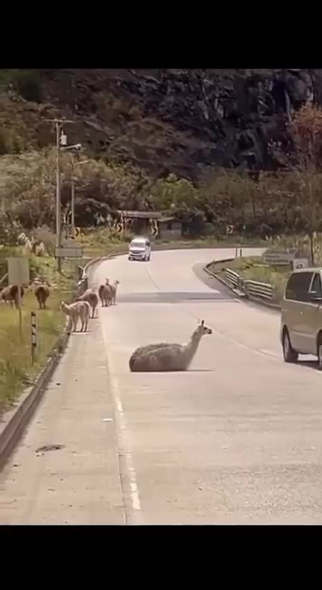   چندین لامای بازیگوش در نزدیکی جاده‌ای در پارک ملی کاجاس