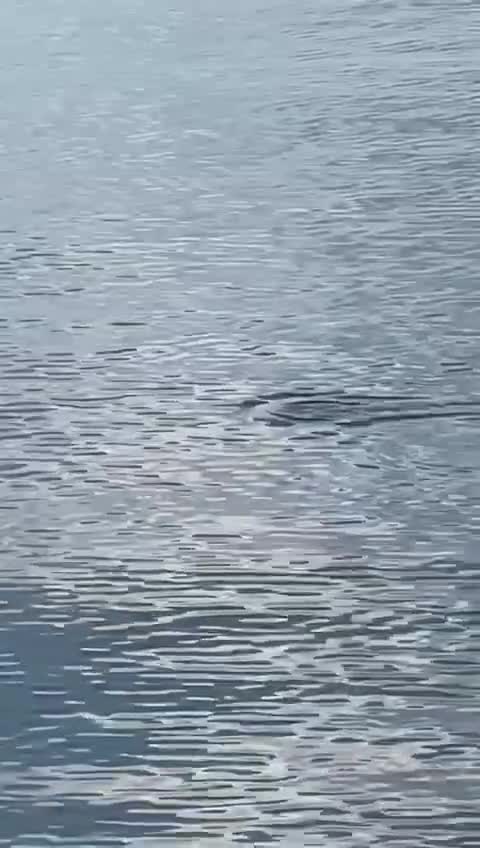   مشاهده دلفین‌ها در خلیج فنلاند در نزدیکی سنت پترزبورگ