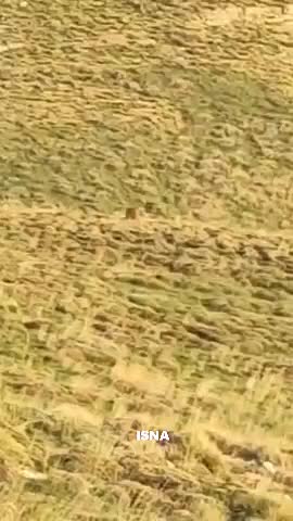   مشاهده یک قلاده خرس قهوه‌ای در ارتفاعات فیروزکوه