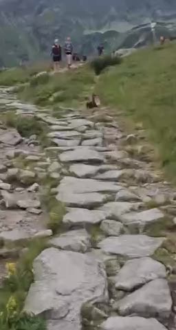   ثبت لحظه عجیب از شکار سگ آبی توسط روباه