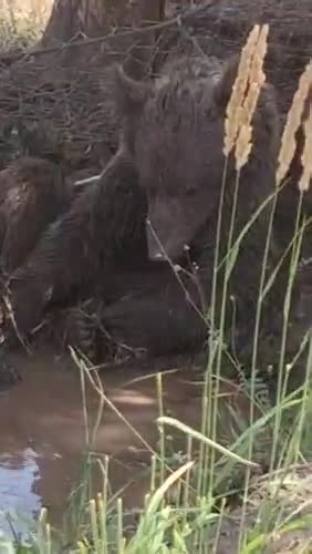   گل‌بازی خرسِ نجات‌یافته از تلۀ زنبورداران