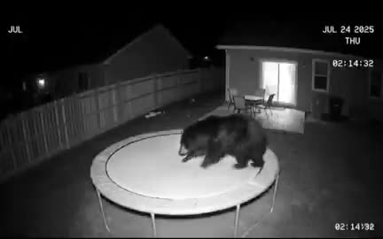   وقتی خرس‌ها هم شیطنت می‌کنند؛ حیاط خانه میزبان لحظات غیرمنتظره شد