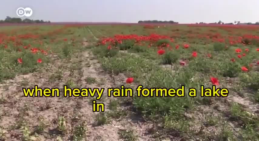   قوهای معتاد به چریدن در مزارع شقایق!