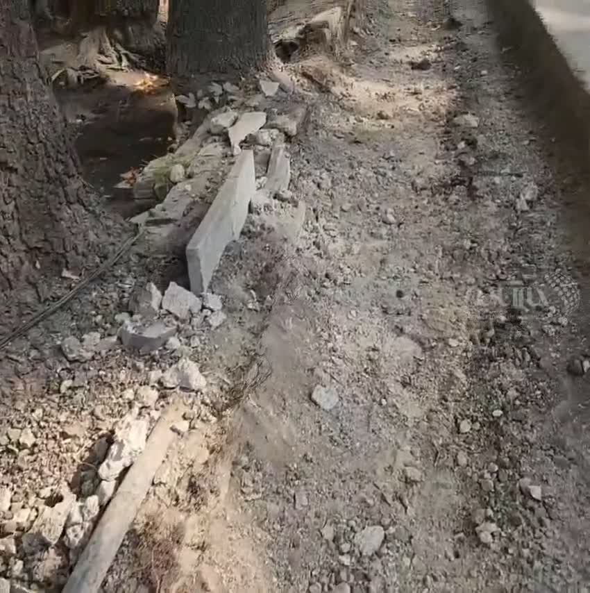    تهاجم شهرداری تهران به ریشه‌های درختان خیابان ولیعصر؛ چه خبر است آقای زاکانی؟